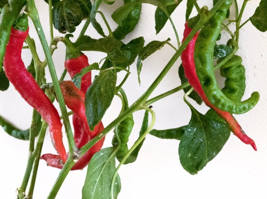 Patio Fire перец