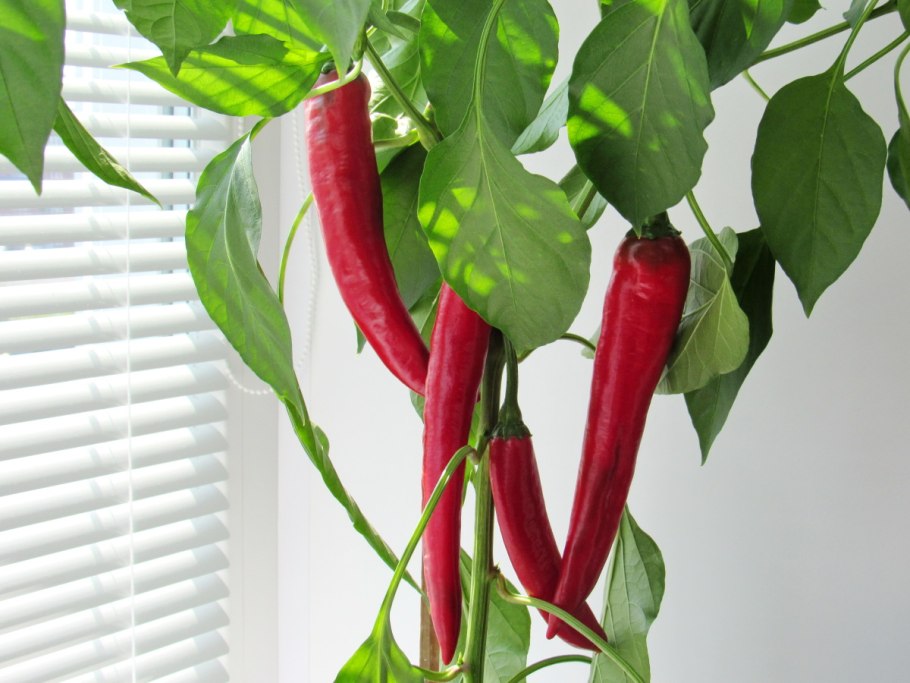 Перец кустарниковый конфетти