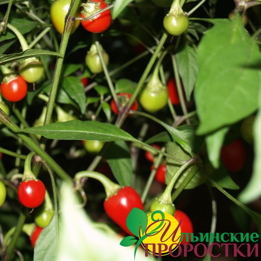 Перец медуза Горгона