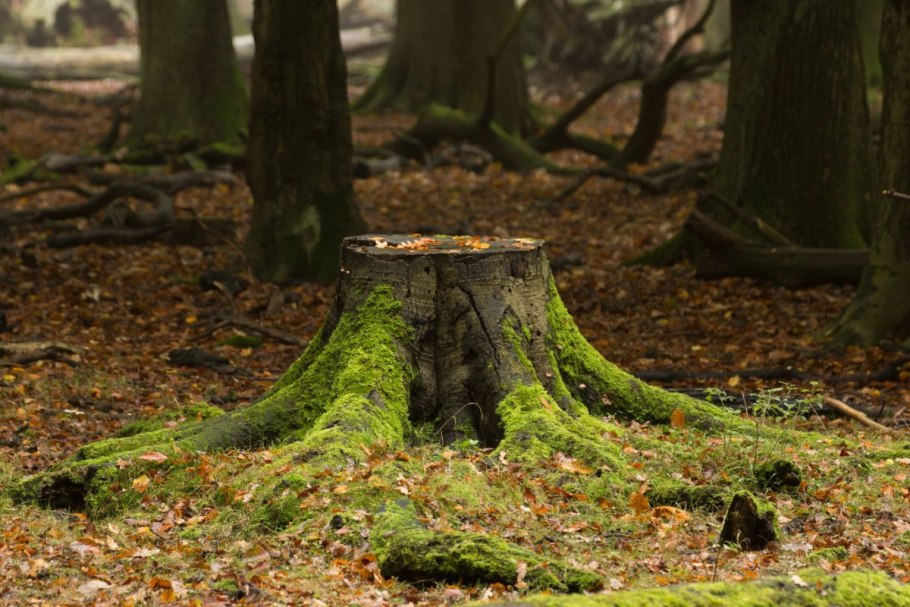 Пень в лесу вид сверху