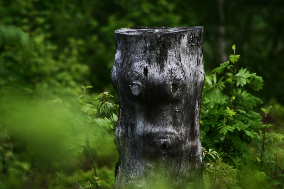 Пенек в лесу