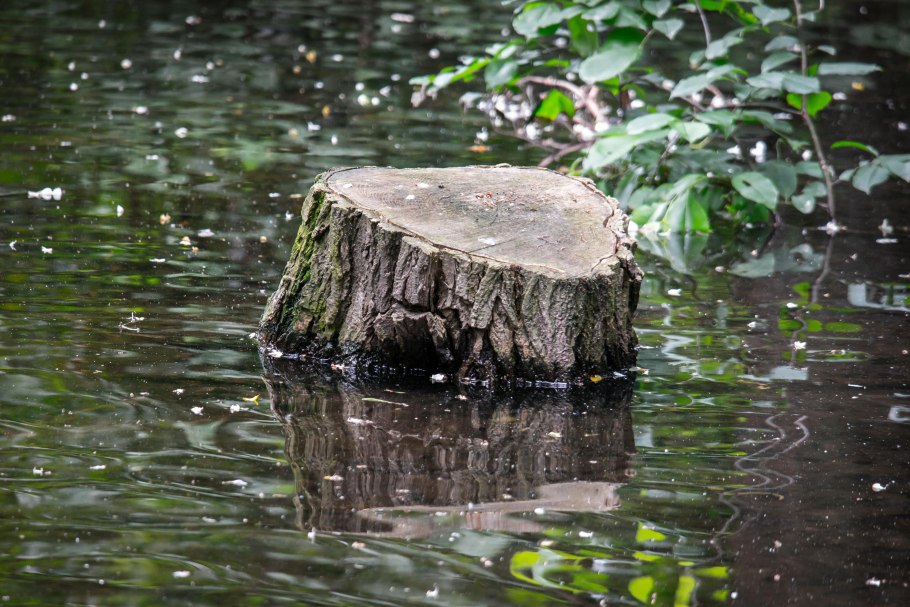 Болотная вода