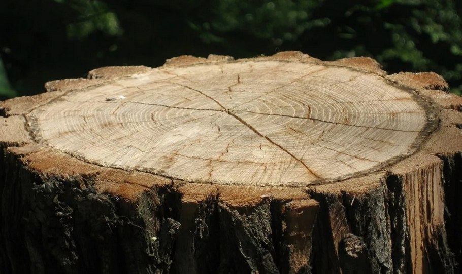 Срубленный дуб