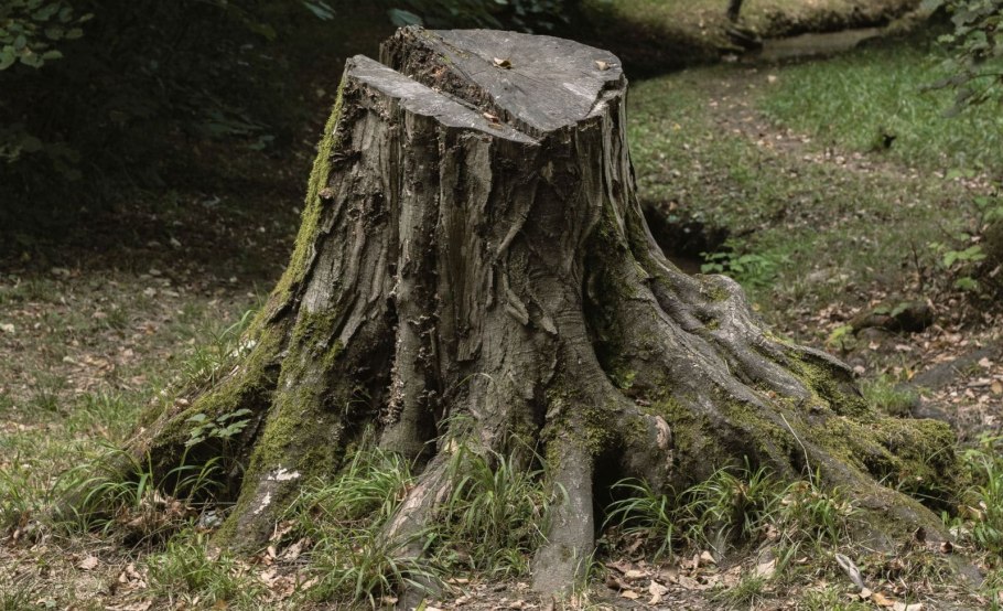 Пенек дерева