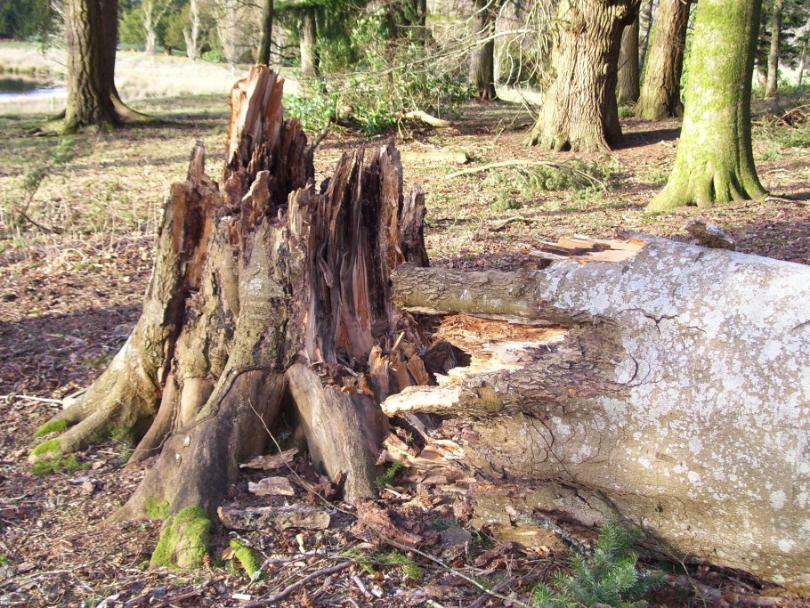 Трухлявый пень дерево