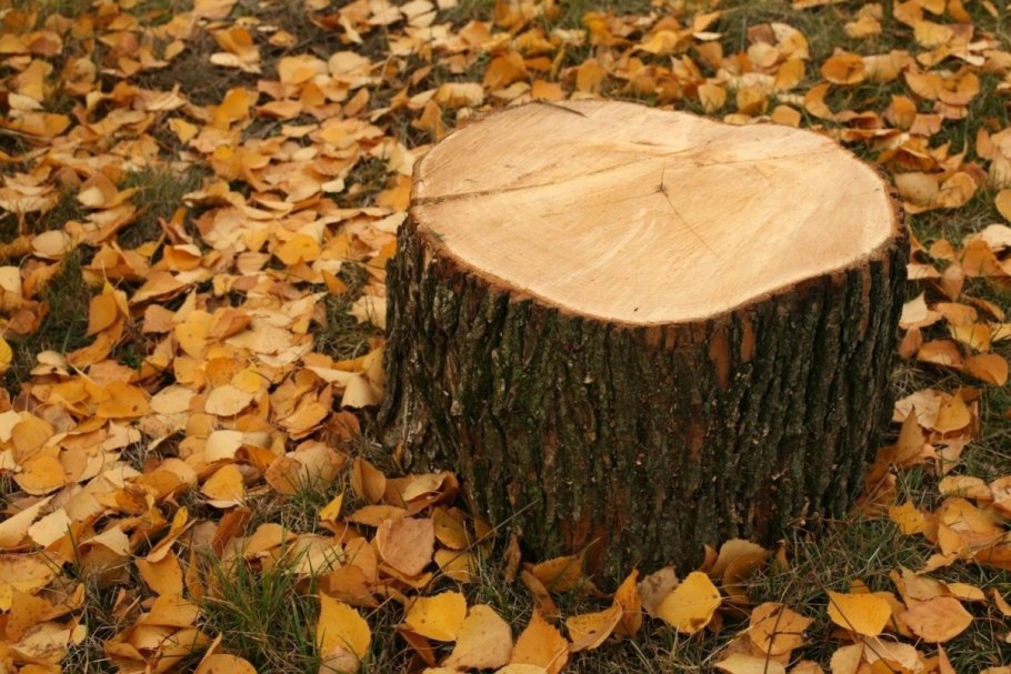 Осенние пеньки