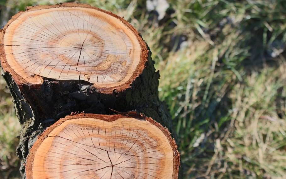 Кольца на спиле дерева