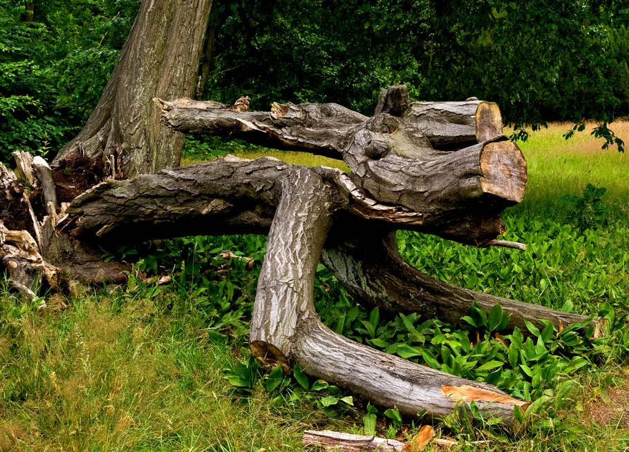 Лесные коряги