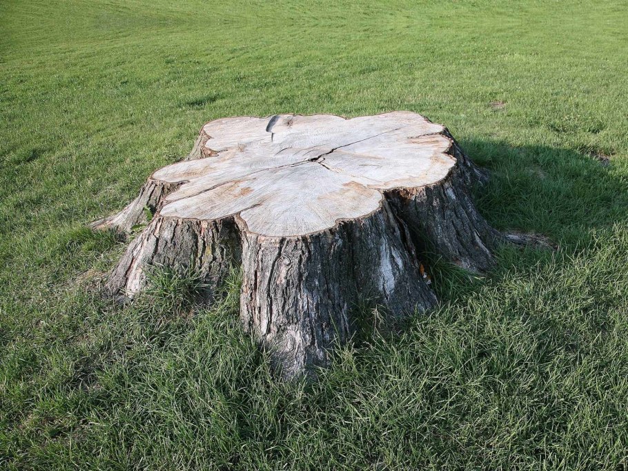 Пеньки спиленные