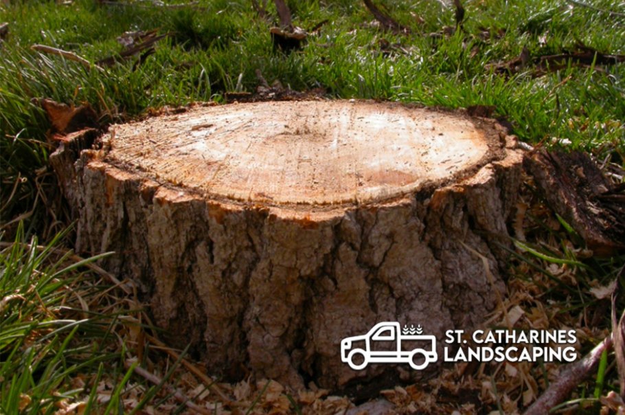 Сосновый пень