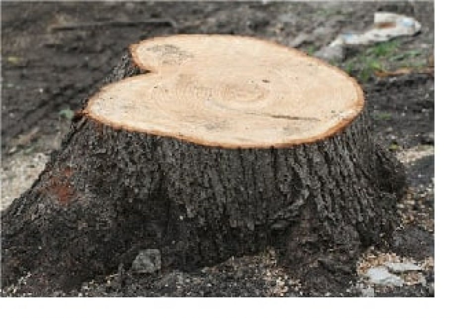 Пень спиленного дерева