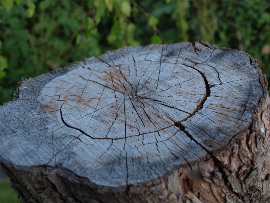 Пень дерева