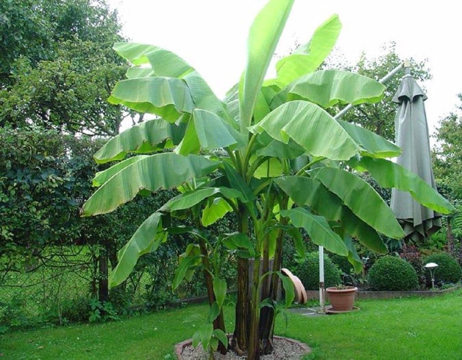 Энсета абиссинский банан