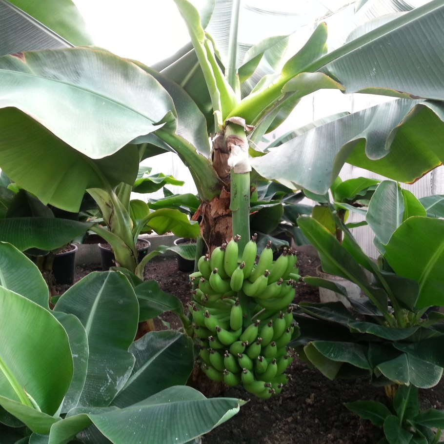 Растение банан Тропикана