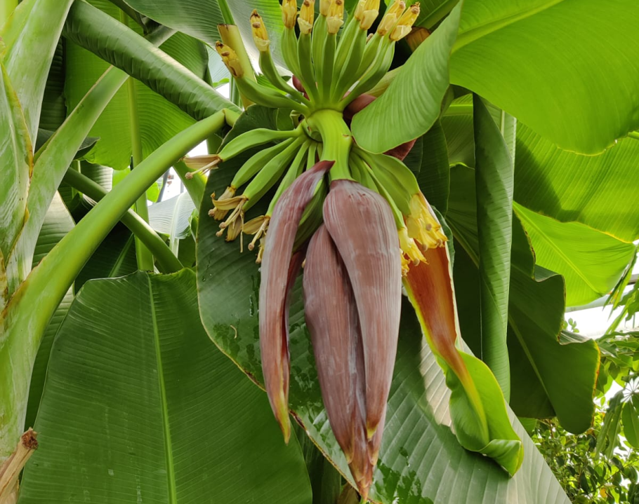 Карликовый банан бонсай