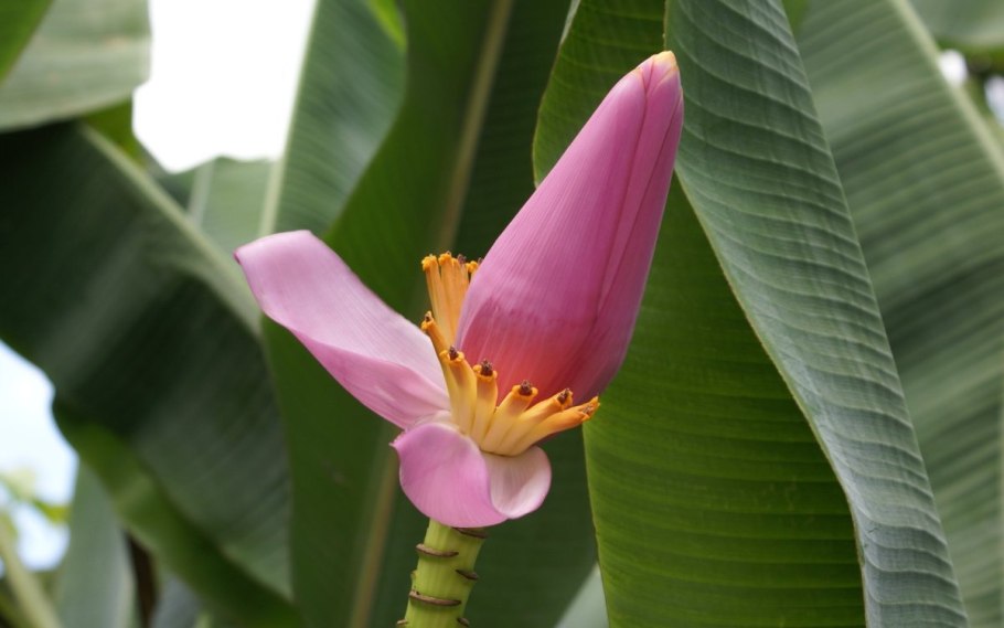 Фрукты банан мандарин