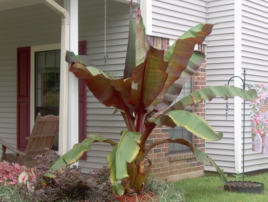 Украшение банан