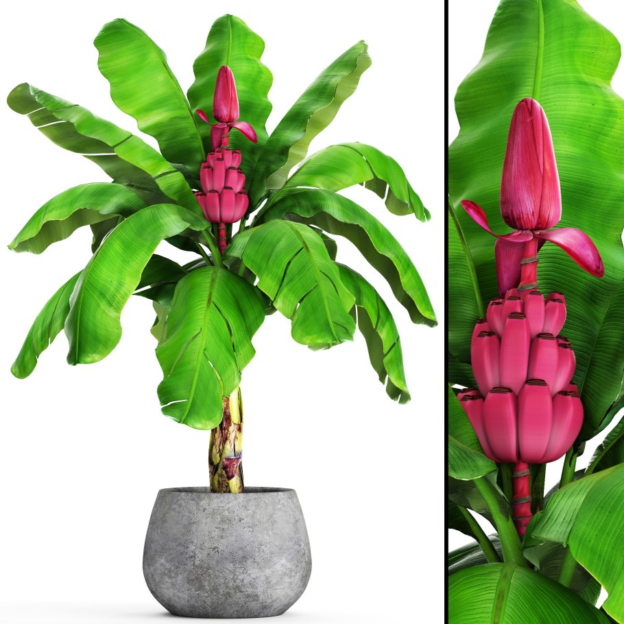 Шкатулка бананы