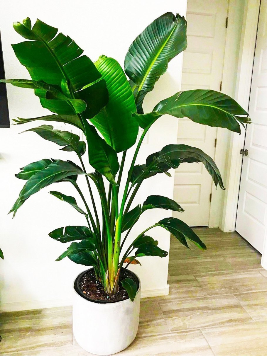 Банан Пигмей