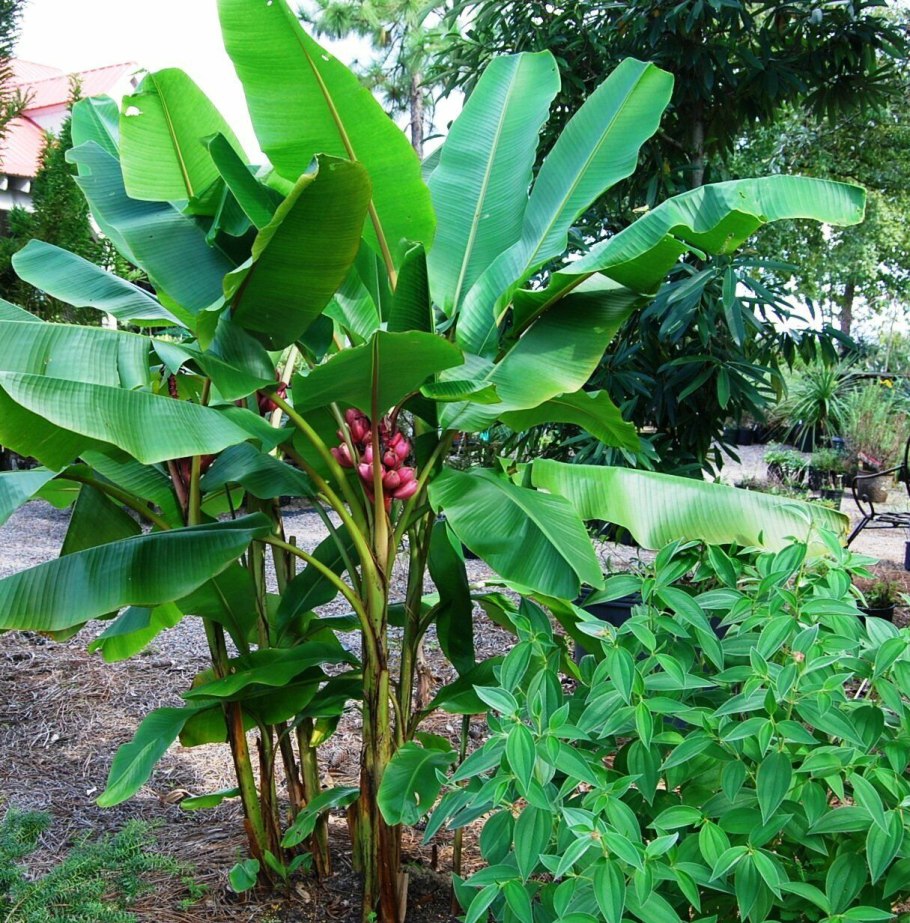 Банановое дерево Муса