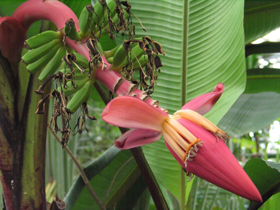 Семья из бананов