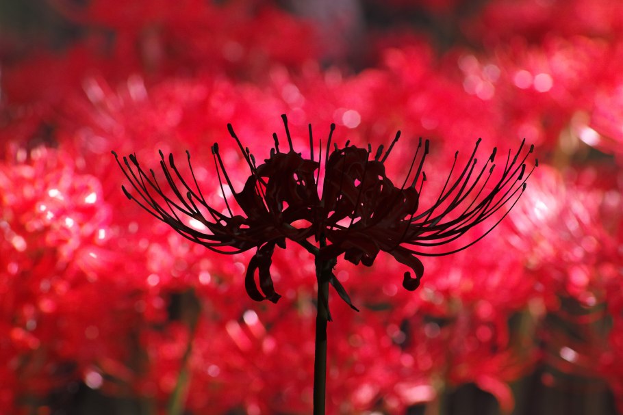 Хиганбана ликорис