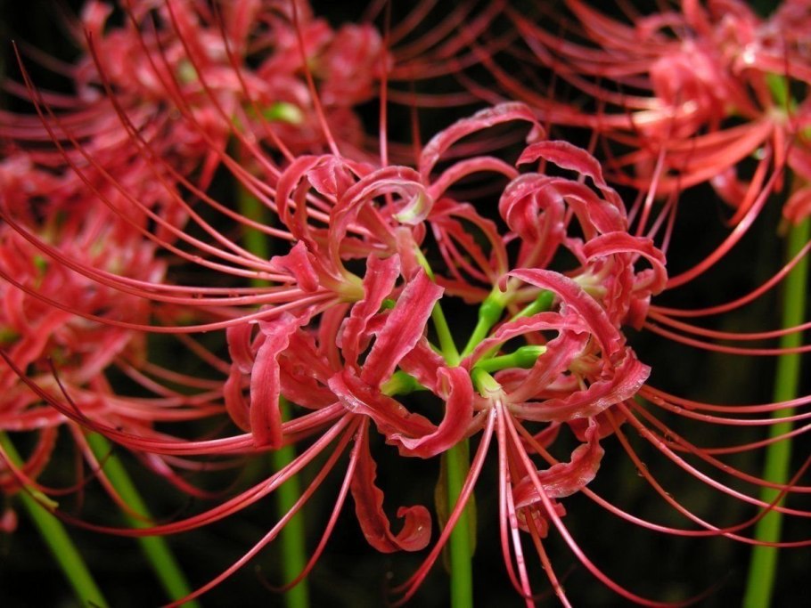Хиганбана (красная Паучья Лилия)