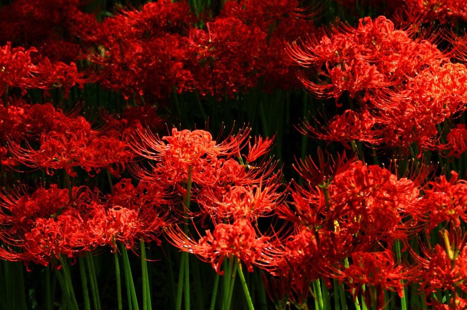 Хиганбана ликорис