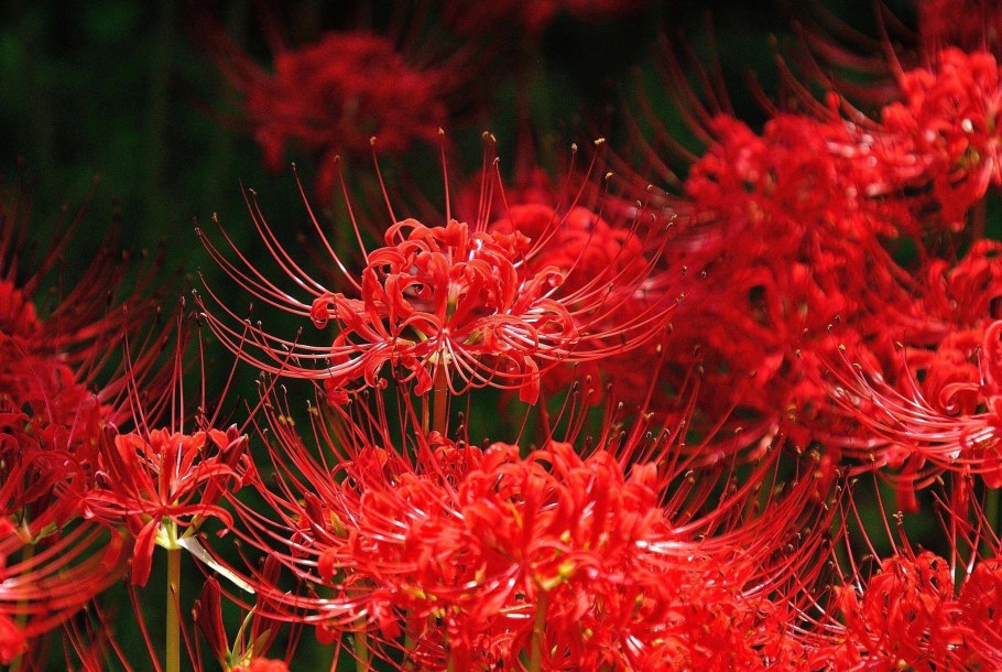 Ликорис цветок