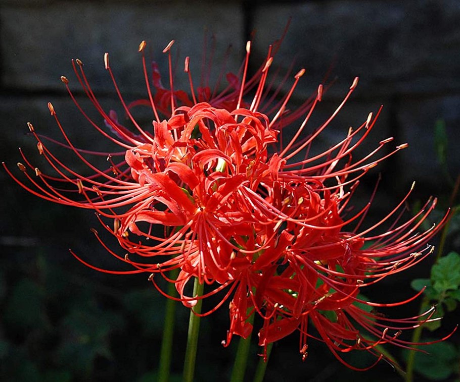 Ликорис цветок смерти