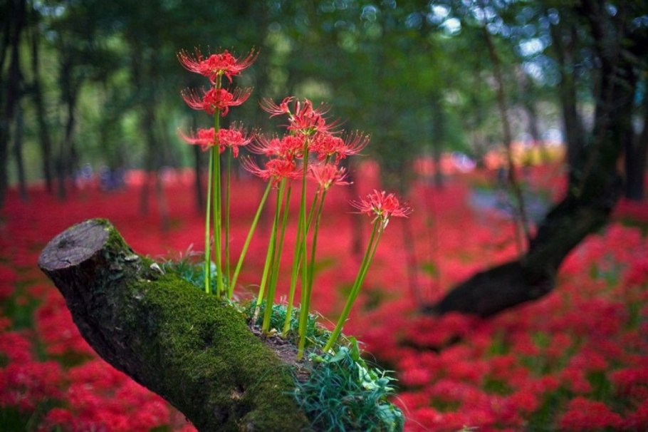 Ликорис Лучистый (Lycoris Radiata)