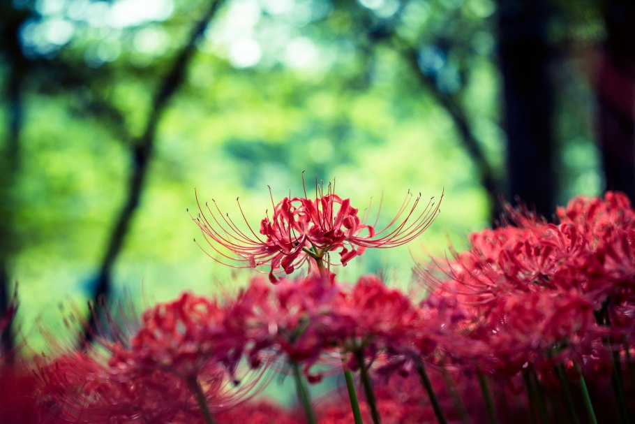 Ликорис Паучья Лилия