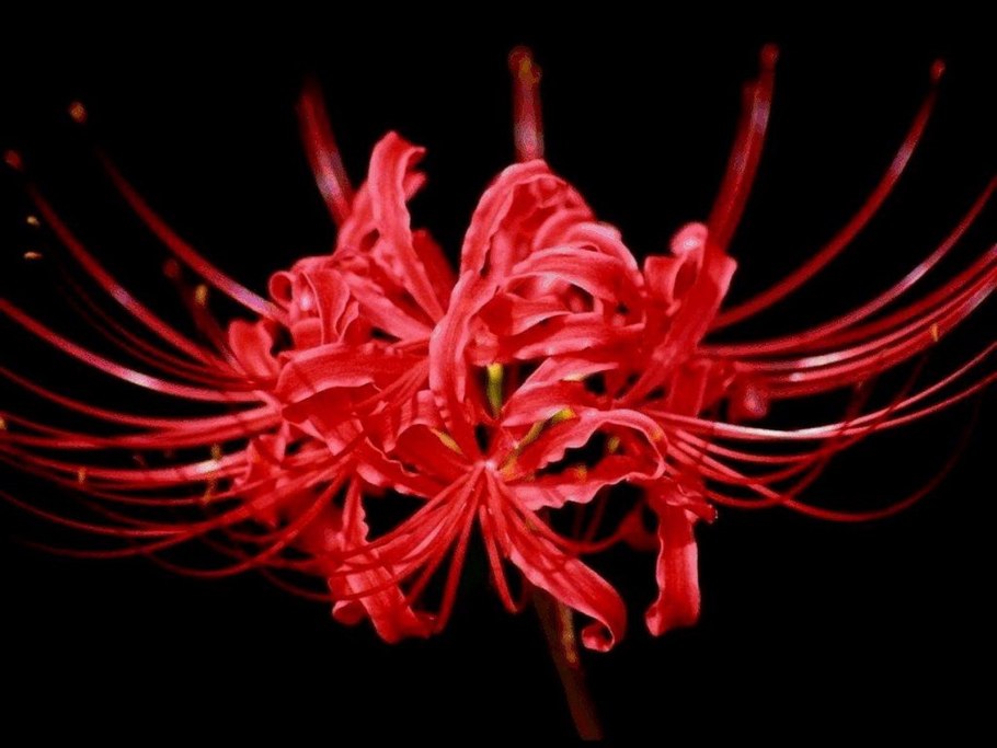 Хиганбана ликорис