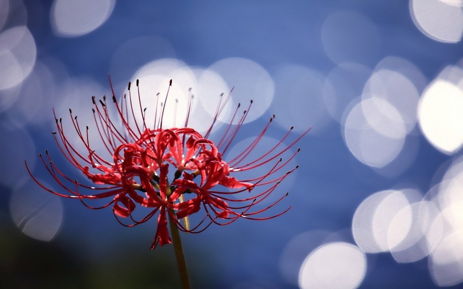 Токийский ликорис