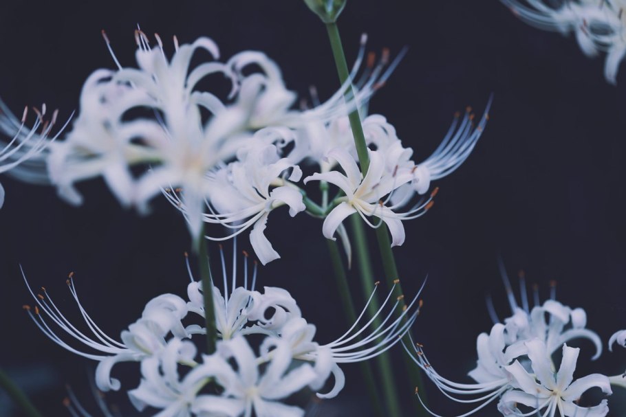 Хиганбана ликорис Эстетика