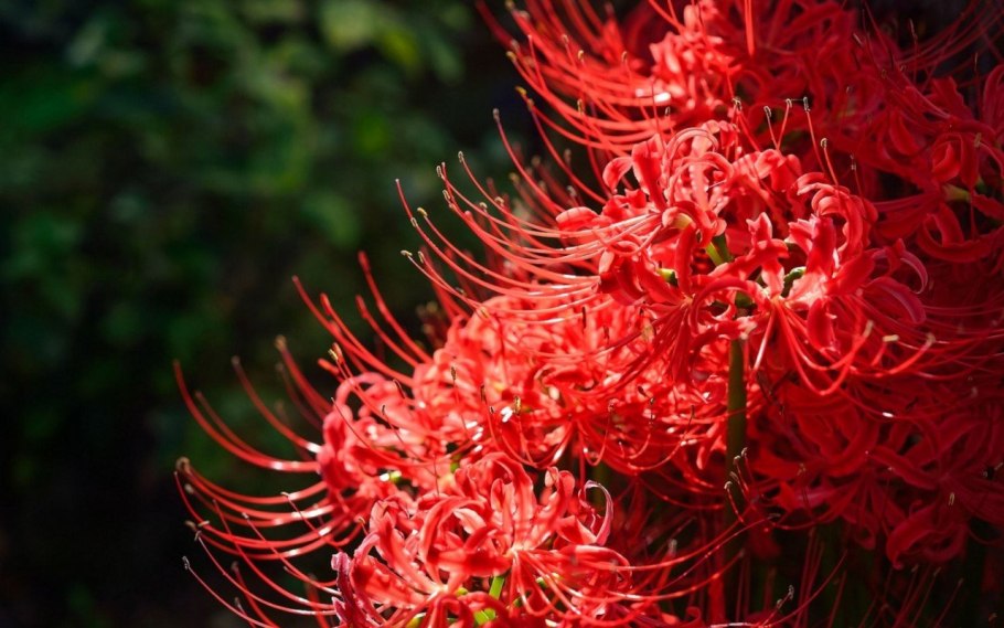 Ликорис Паучья Лилия