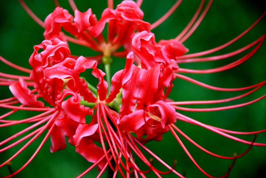 Ликорис голубой