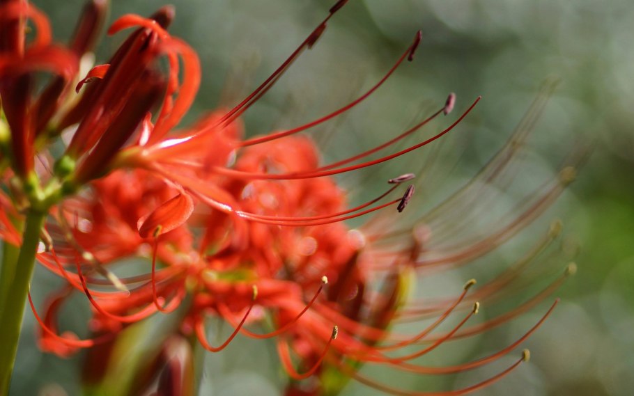 Ликорис Паучья Лилия