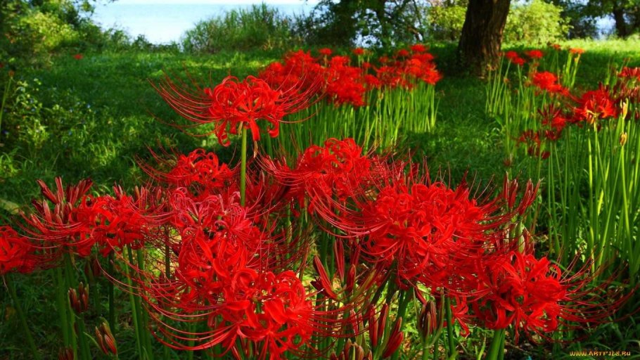 Хиганбана ликорис