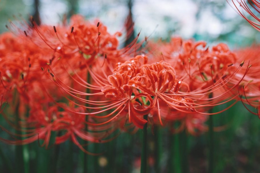 Ликорис Лучистый