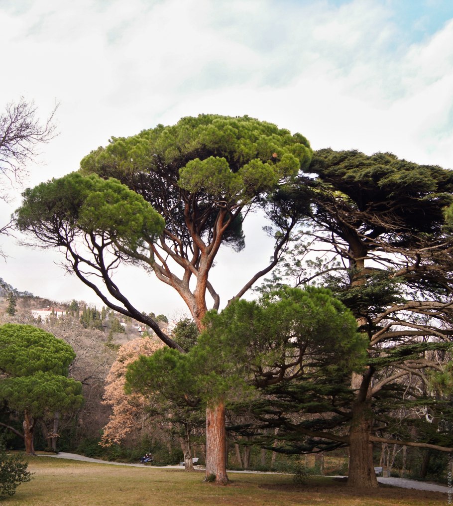 Италия пинии картина