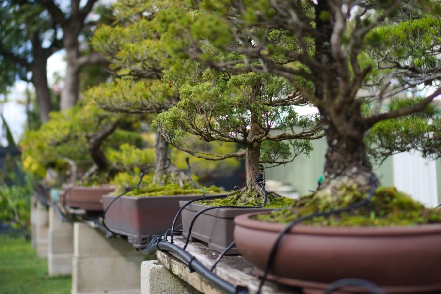 Сосна "Watereri" ниваки