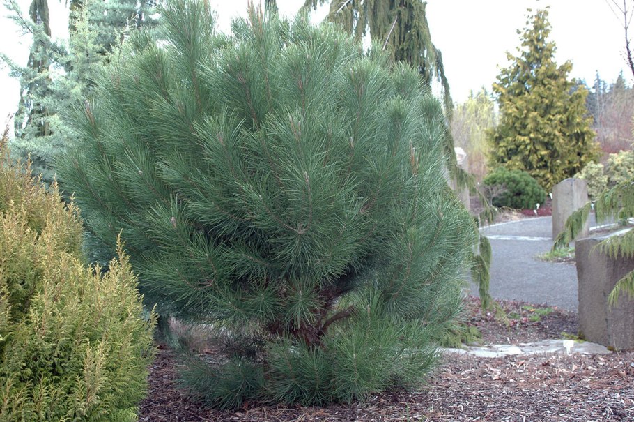 Пинии в Риме