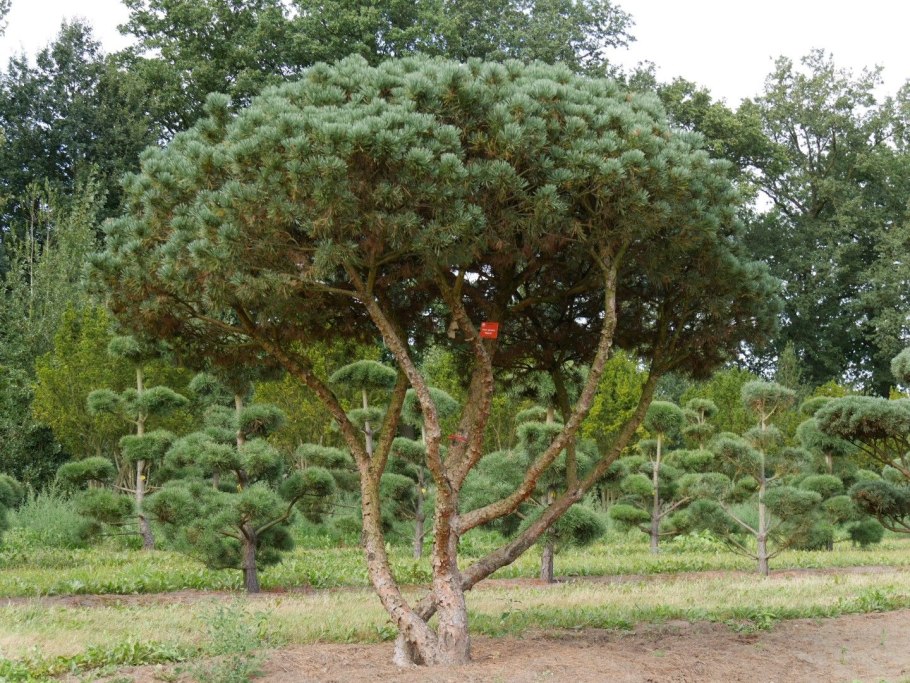 Сосна обыкновенная форма Пиния