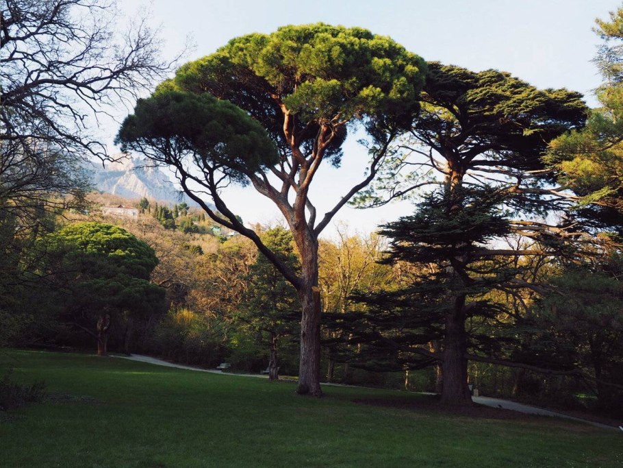 Пиния (Pinus pinea)