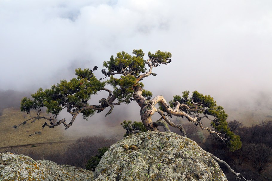 Фонтан Бельведер Ватикан