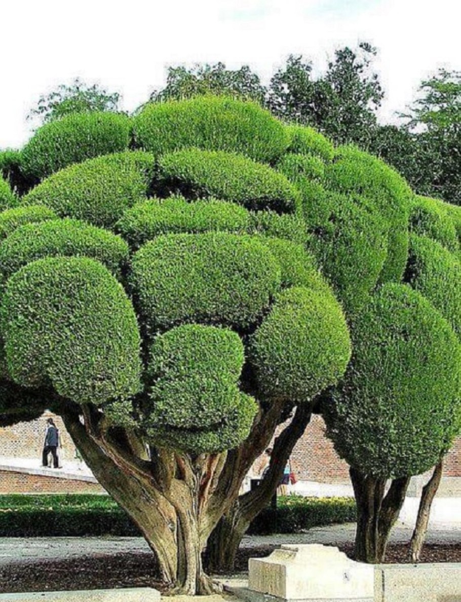 Топиарная стрижка хвойных