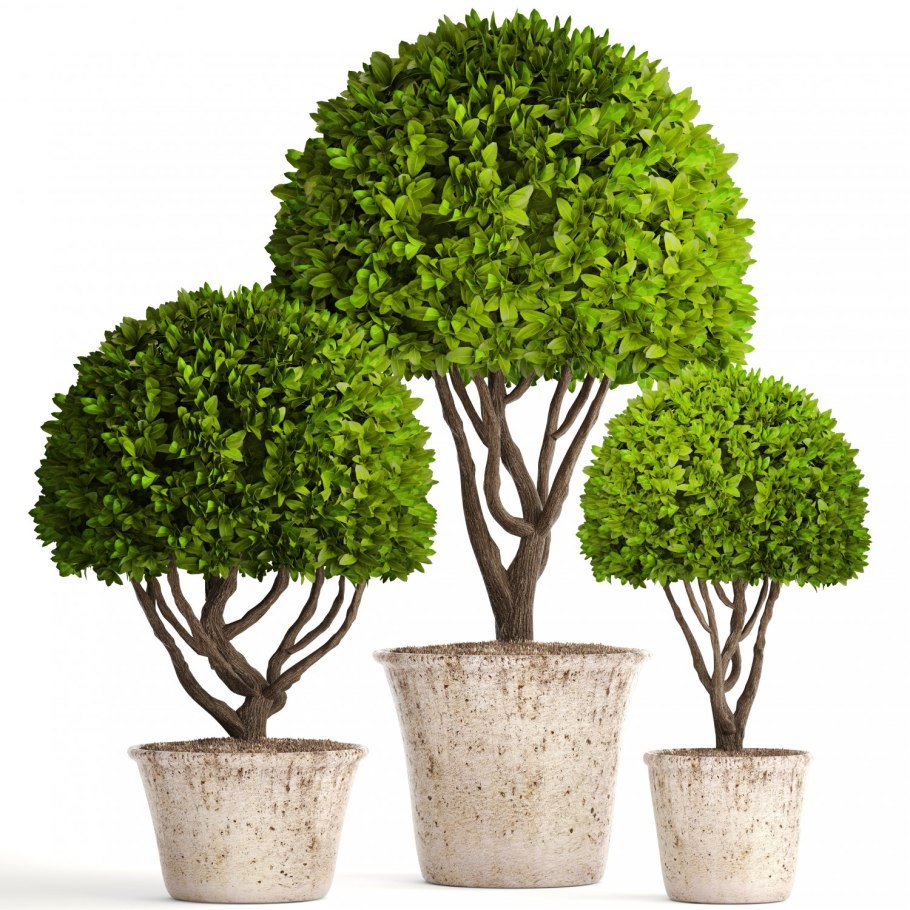 Пинии в Риме