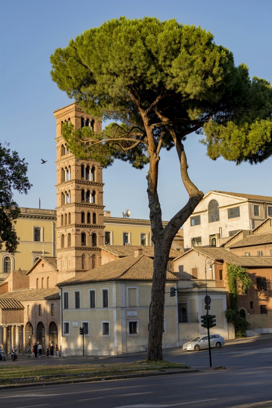 Сосна Коха (крючковатая)