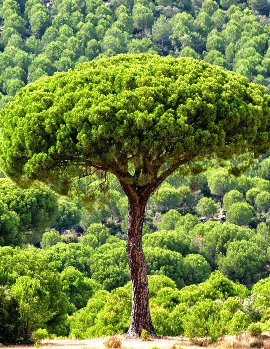 Тоскана Италия Кипарис вечнозеленый